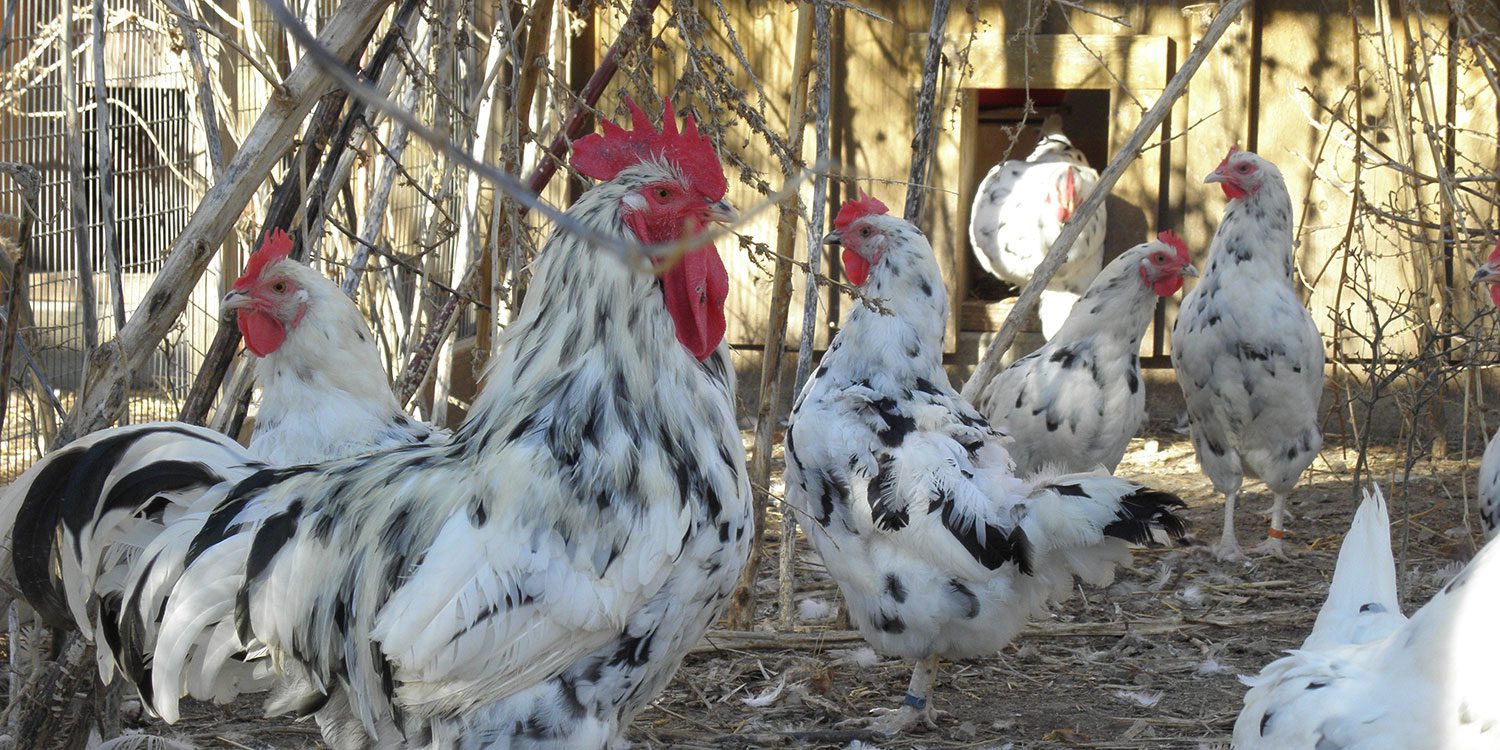 Erminettes – Smoky Buttes Ranch