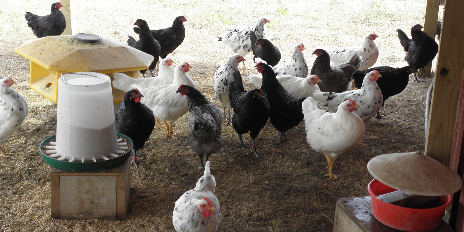 Erminettes – Smoky Buttes Ranch