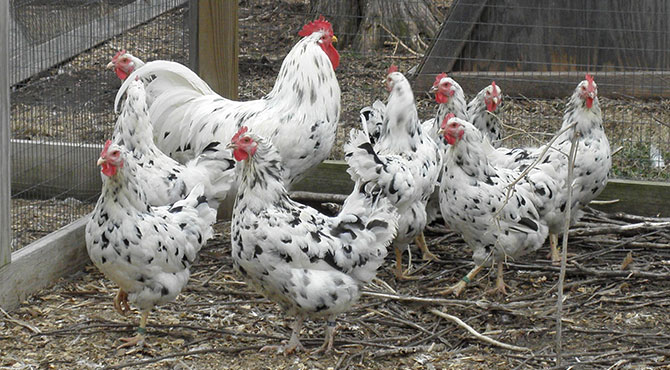 Chickens – Smoky Buttes Ranch