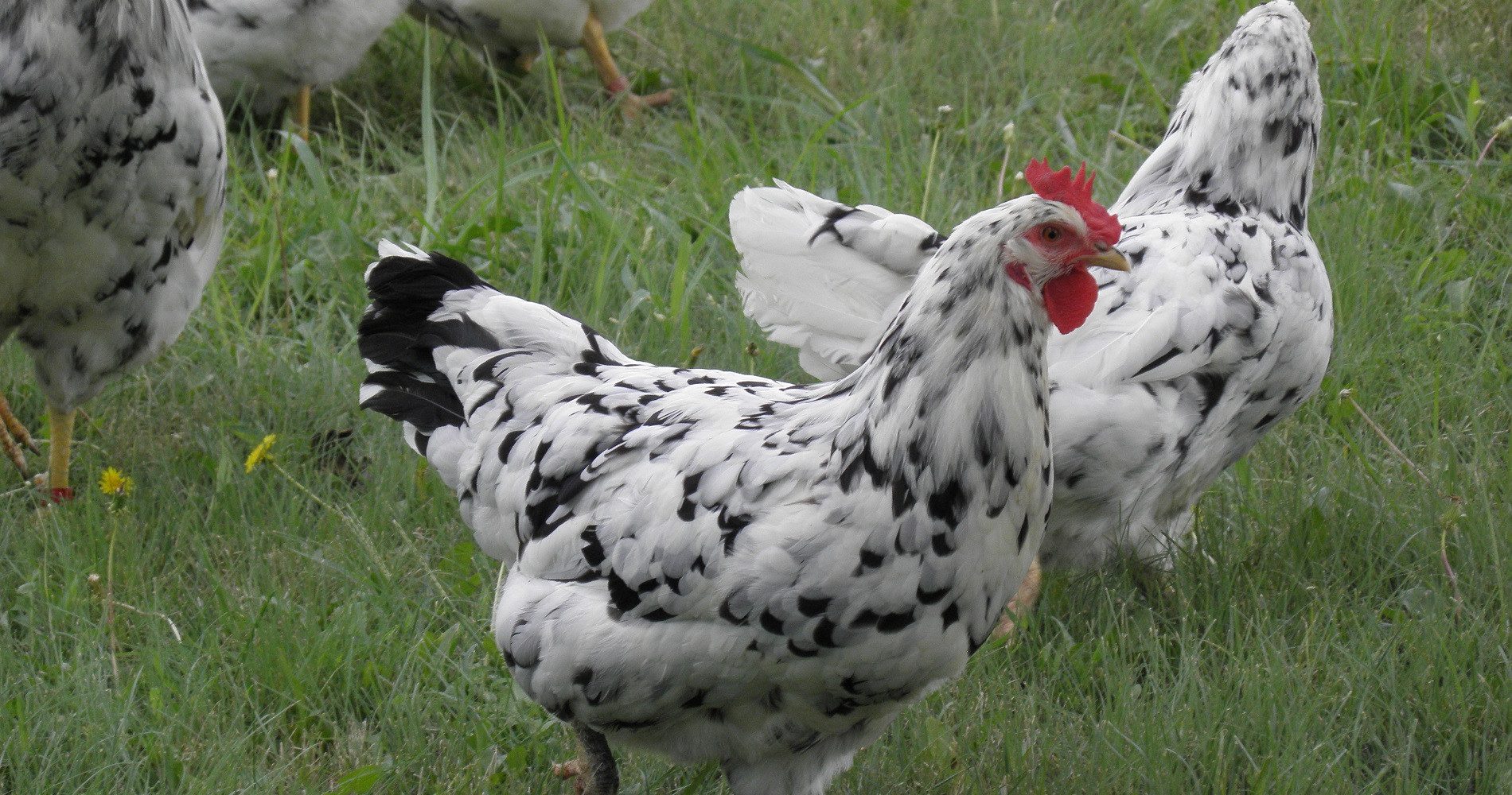 Erminettes – Smoky Buttes Ranch