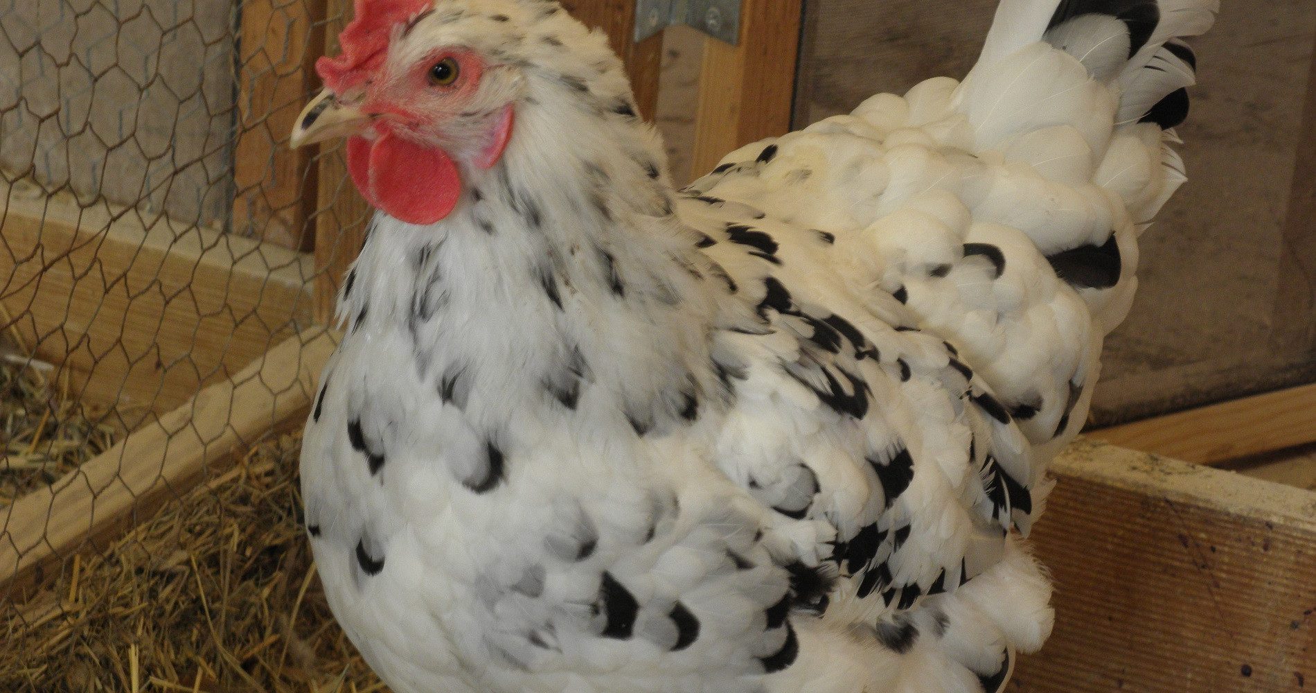 Erminettes – Smoky Buttes Ranch