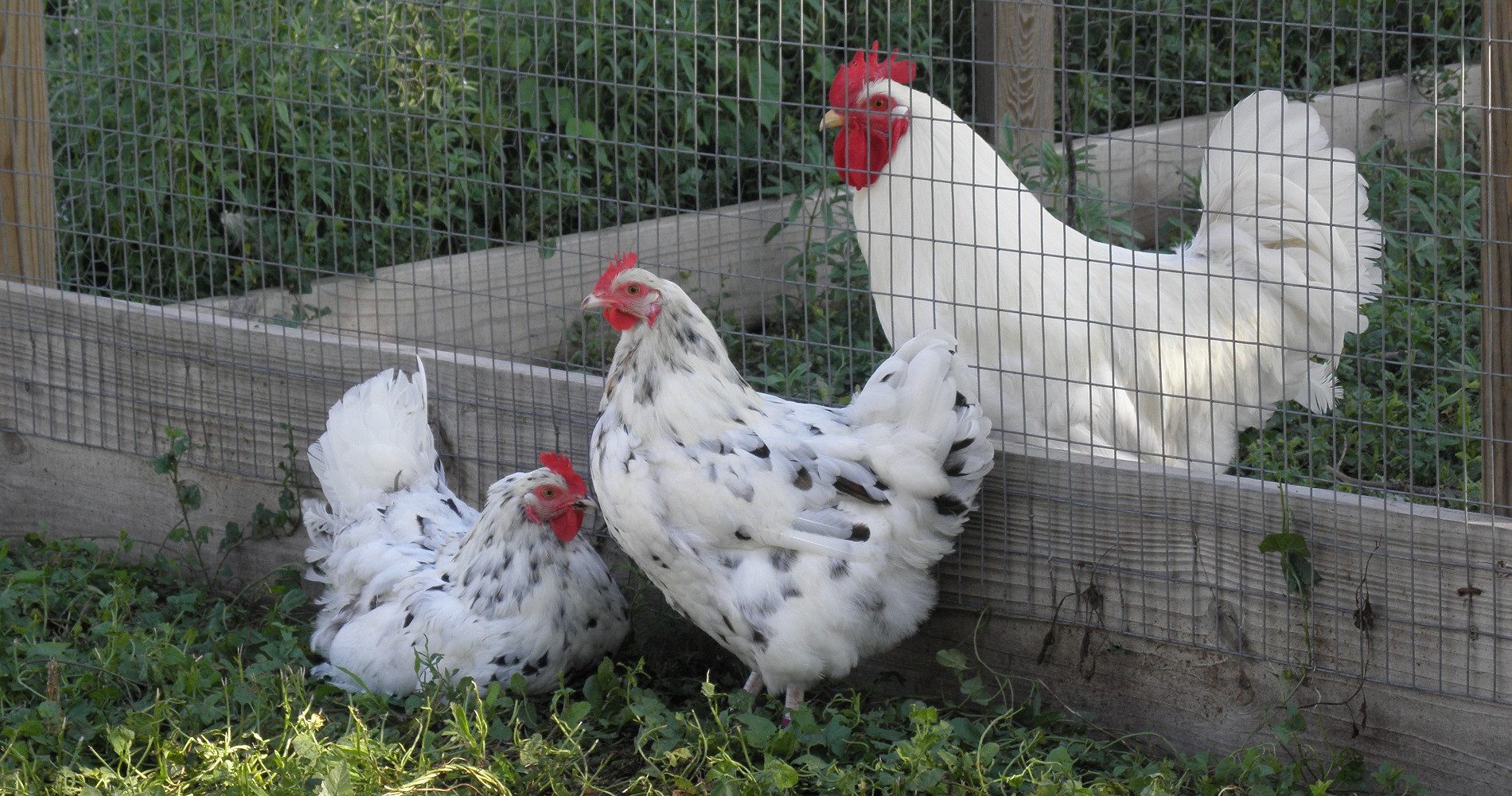 Erminettes – Smoky Buttes Ranch