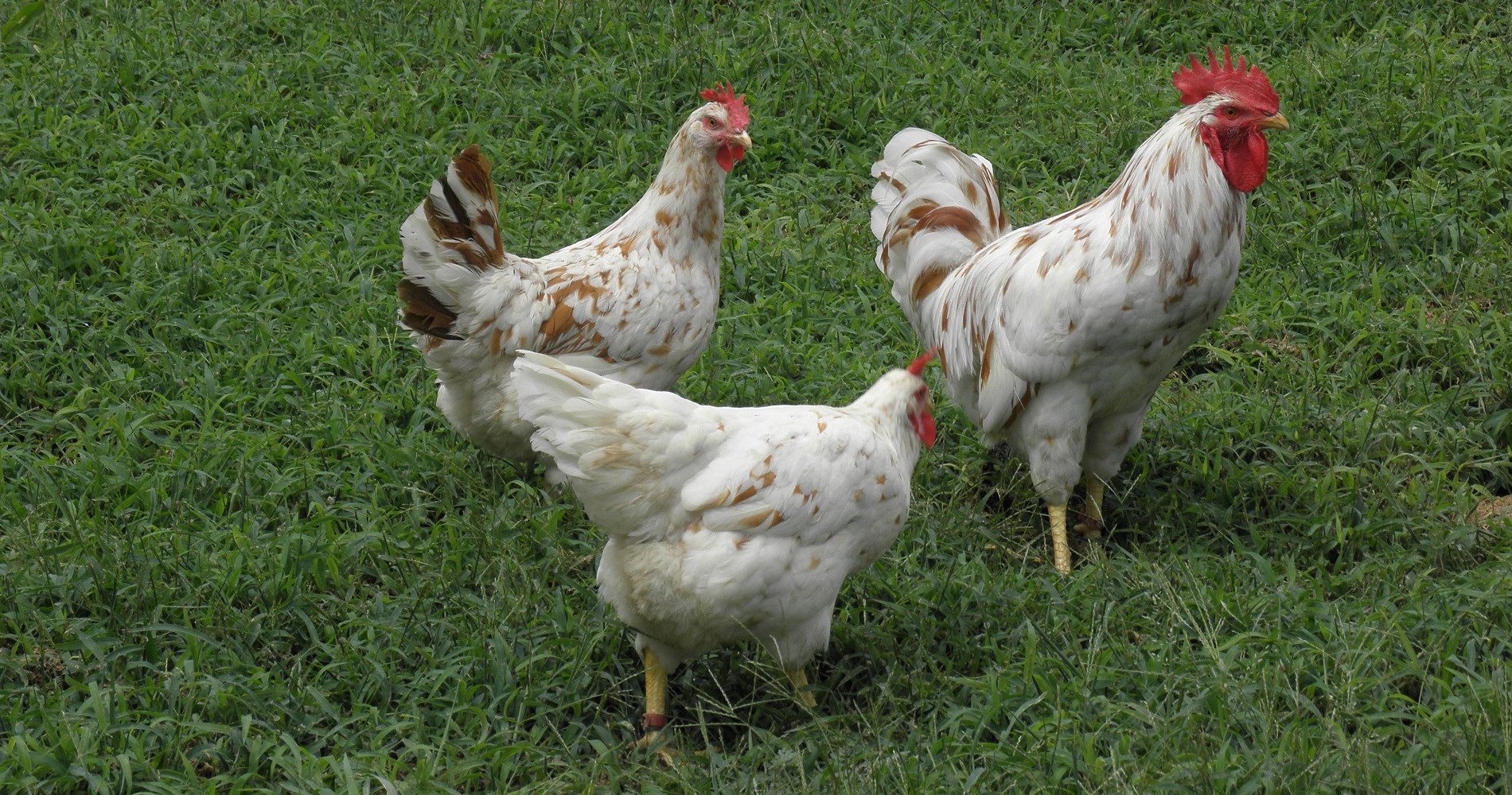 Red Erminettes – Smoky Buttes Ranch