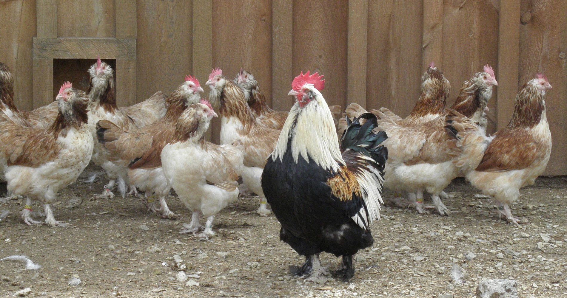 Salmon Faverolles For Sale Smoky Buttes Ranch