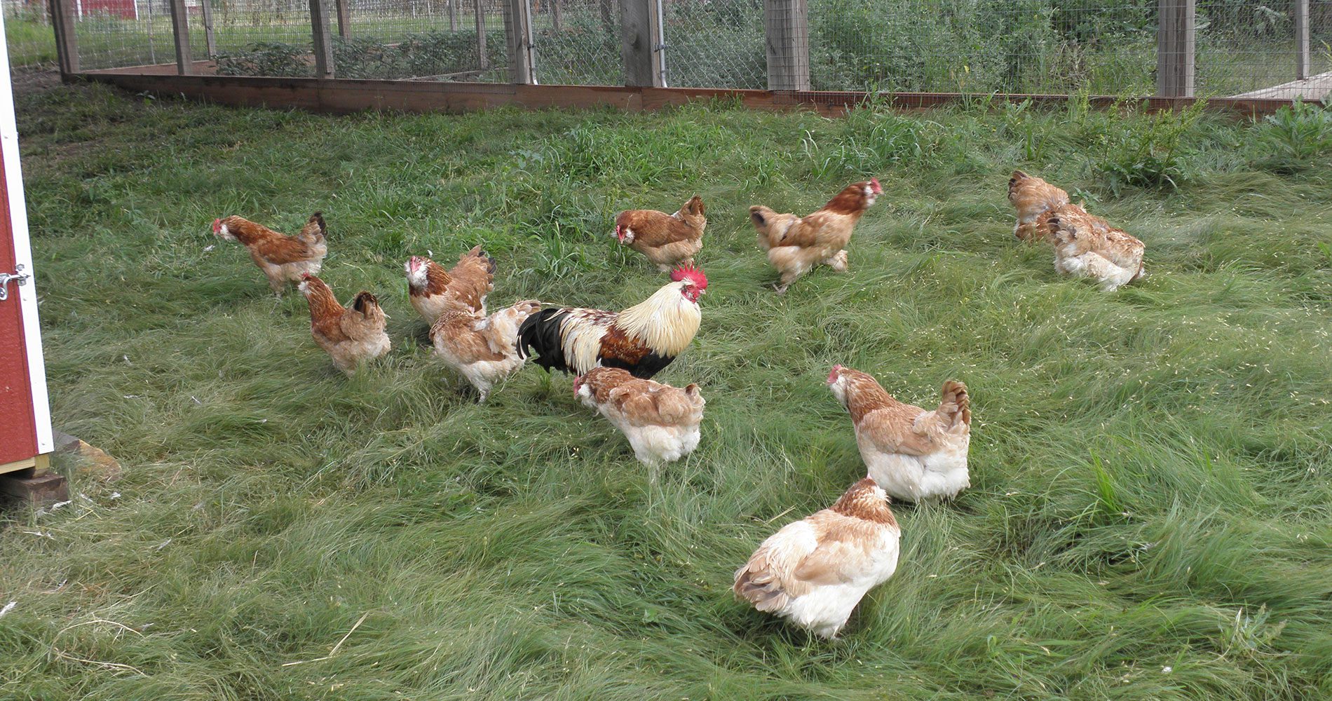 Salmon Faverolles Smoky Buttes Ranch