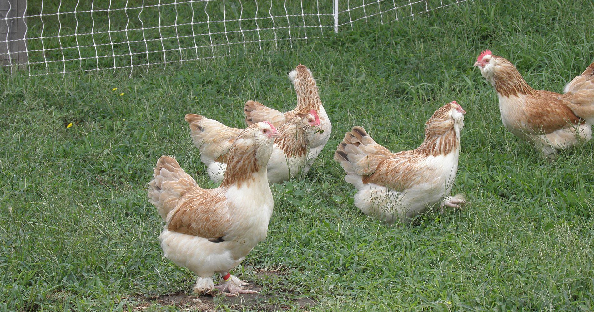Salmon Faverolles For Sale Smoky Buttes Ranch